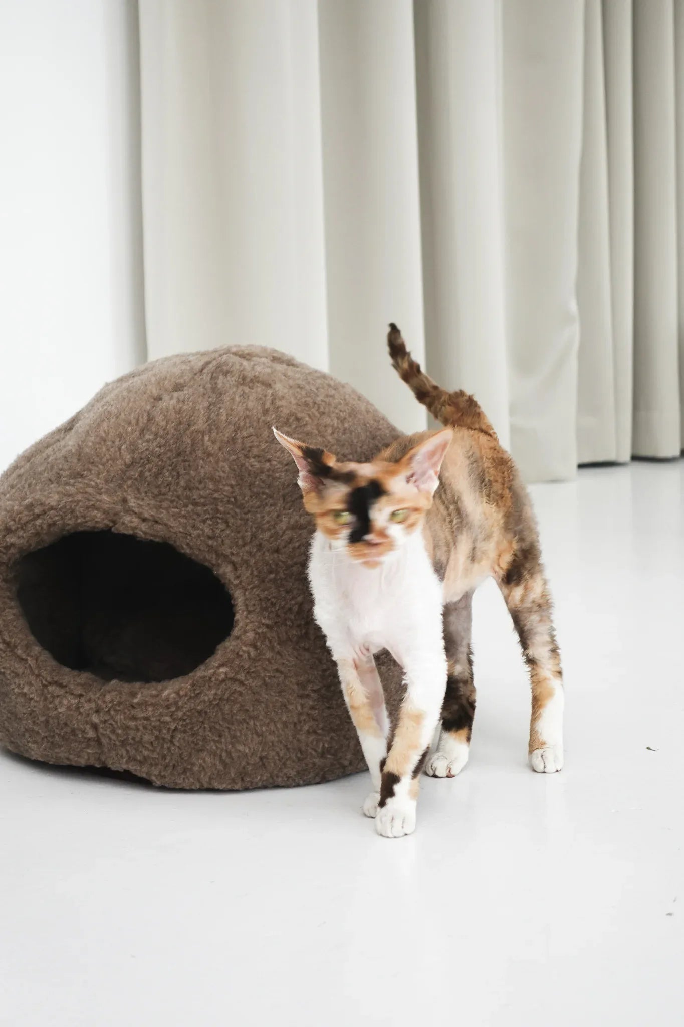 Kattennestbed