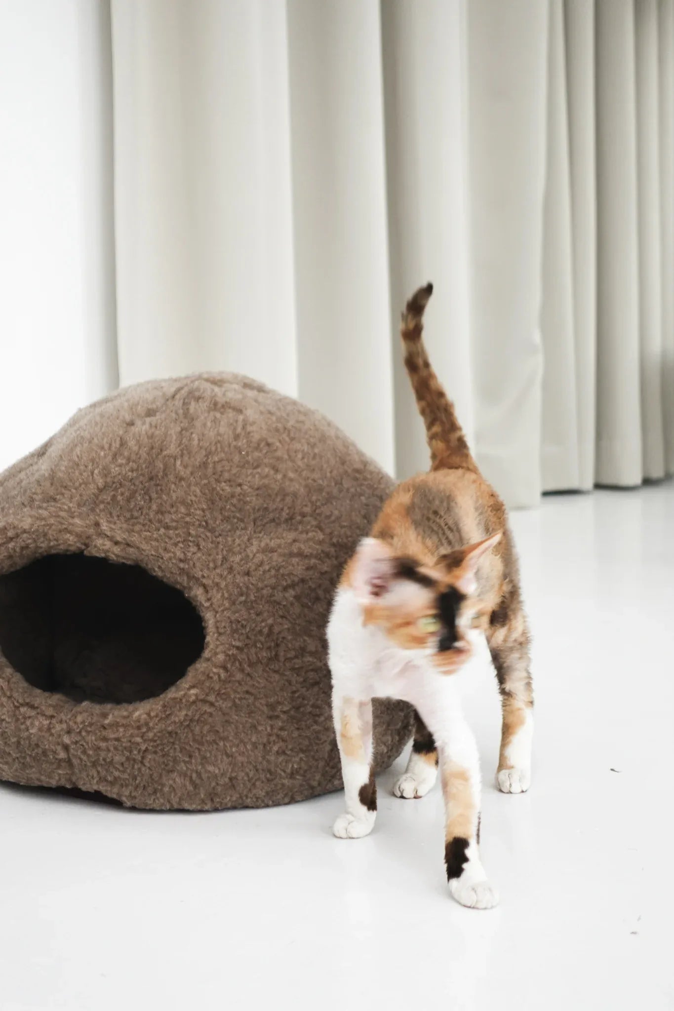 Kattennestbed