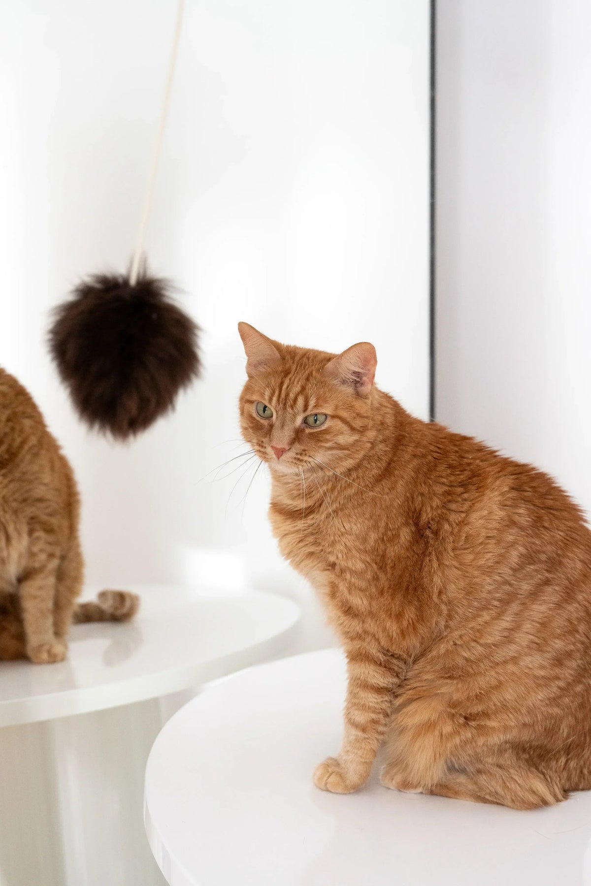 Wollen speelbal voor katten
